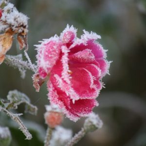 Menopause / Goddess Program (Monthly)
